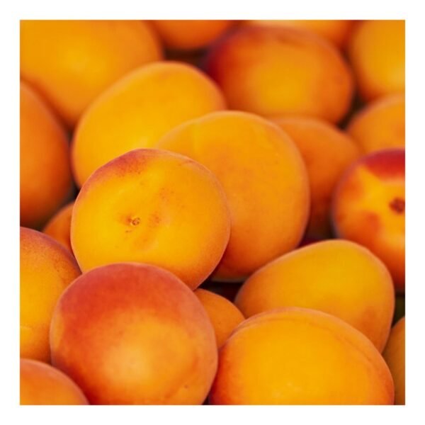 Apricot
