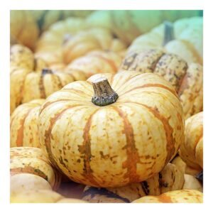 Bottle Gourd