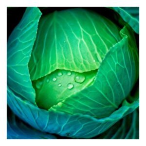 Cabbage