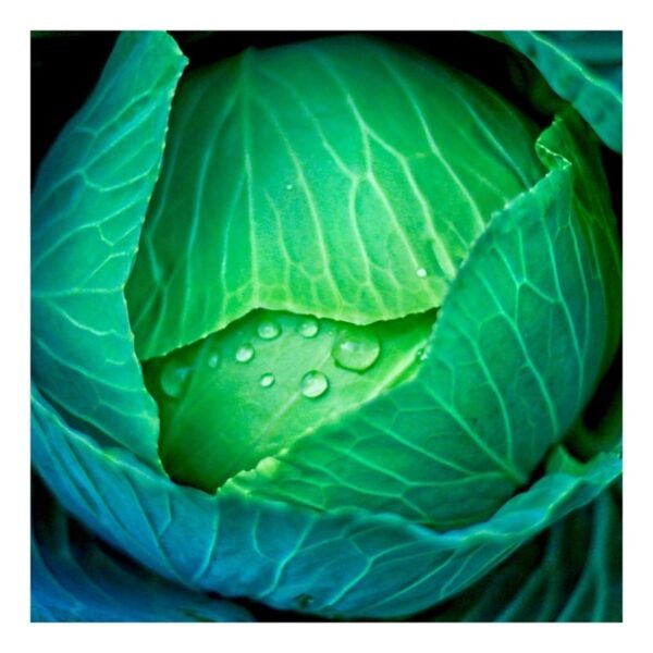 Cabbage