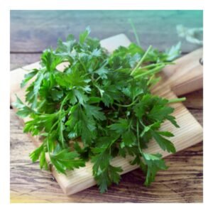 Coriander