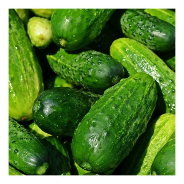 Cucumber