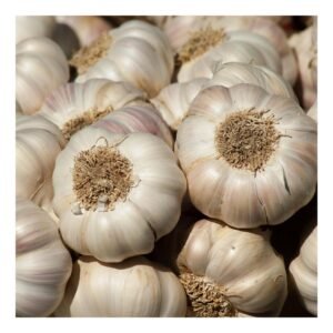 Garlic