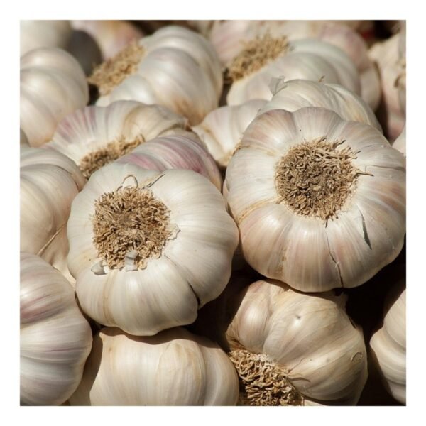 Garlic