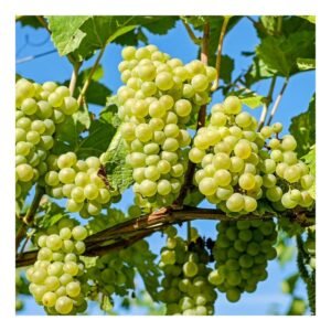 Grapes
