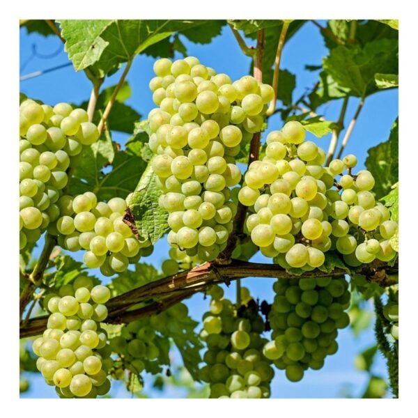 Grapes