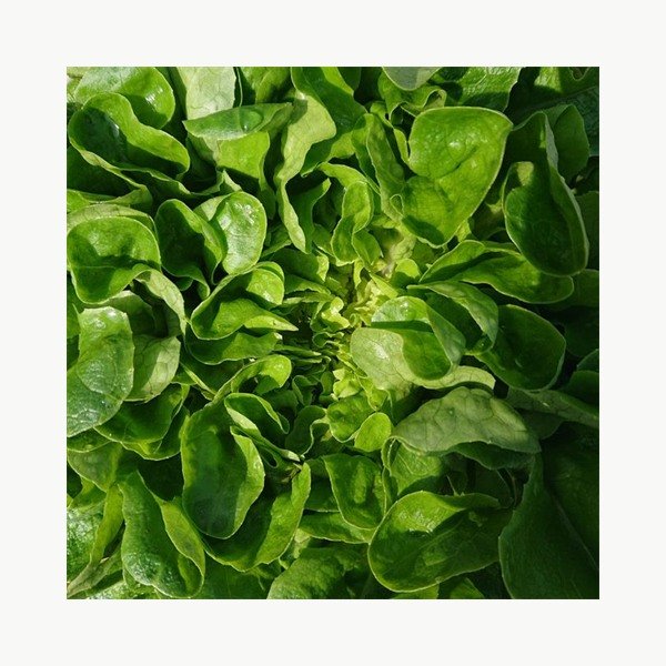 lettuce Lettuce (Regular)