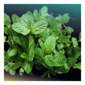 Mint