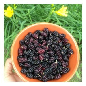 Mulberry