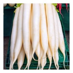 Radish
