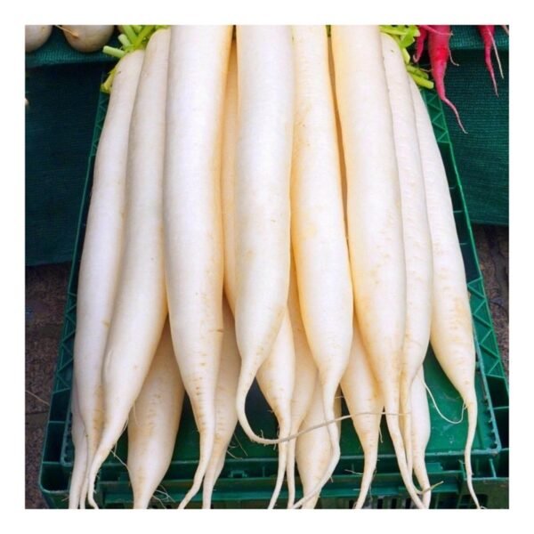 Radish