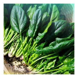 Spinach