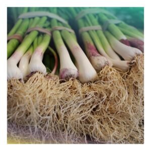 Spring Onion
