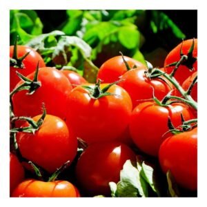 Tomato