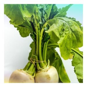 Turnip